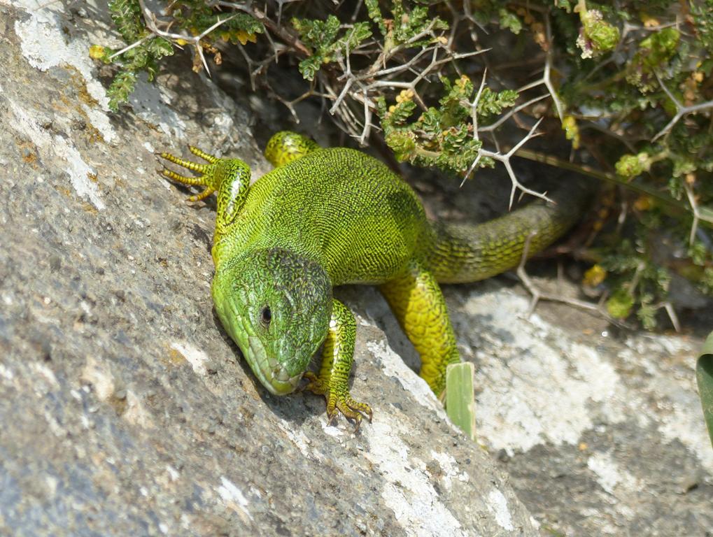 Lacerta trilineata a Creta - 4 aprile 2016